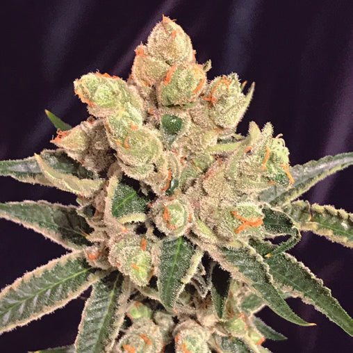 Banana Sherbet