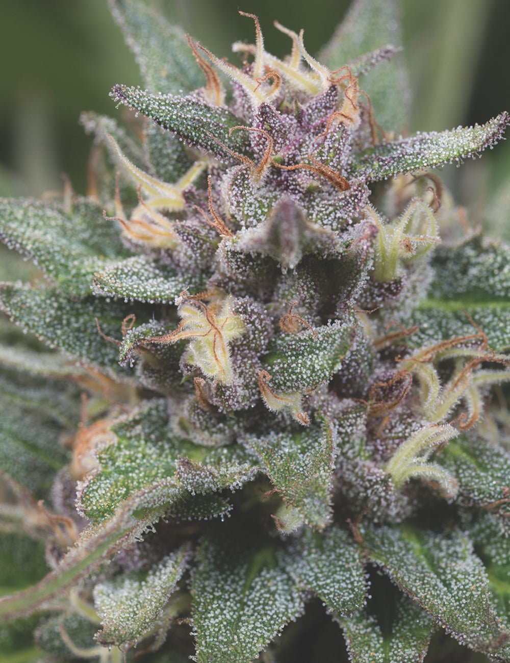 Blue Hell Auto