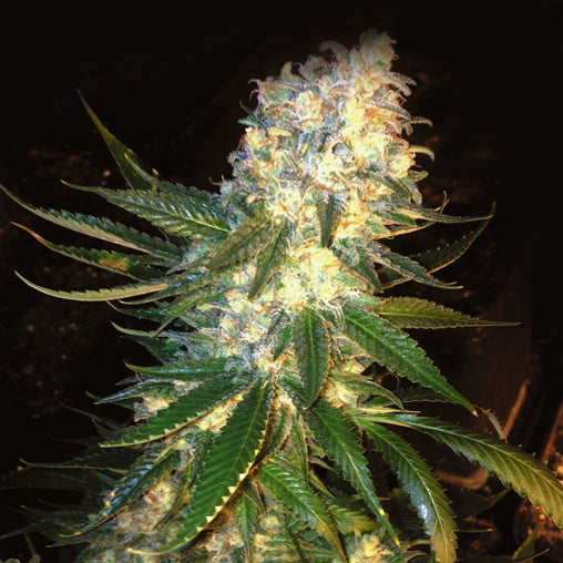 MassKush