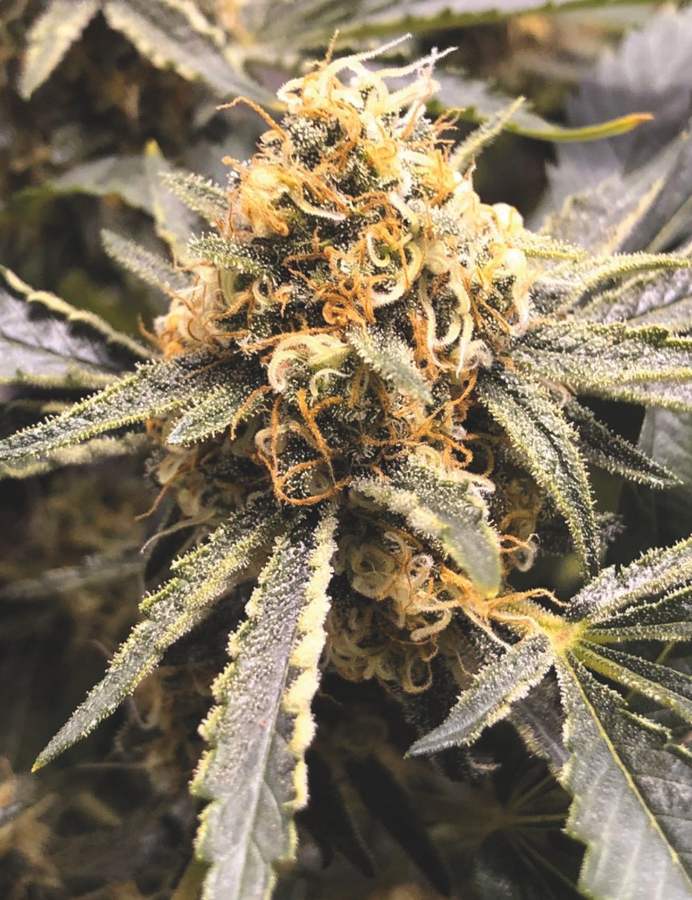 Recovery CBD