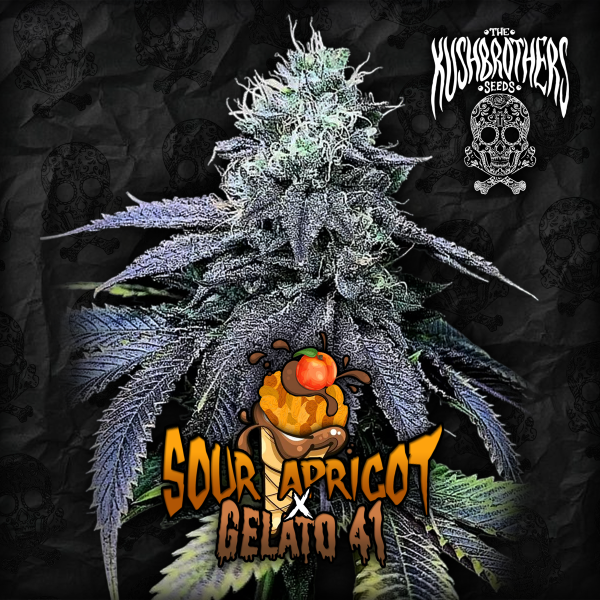 Sour Apricot x gelato 41