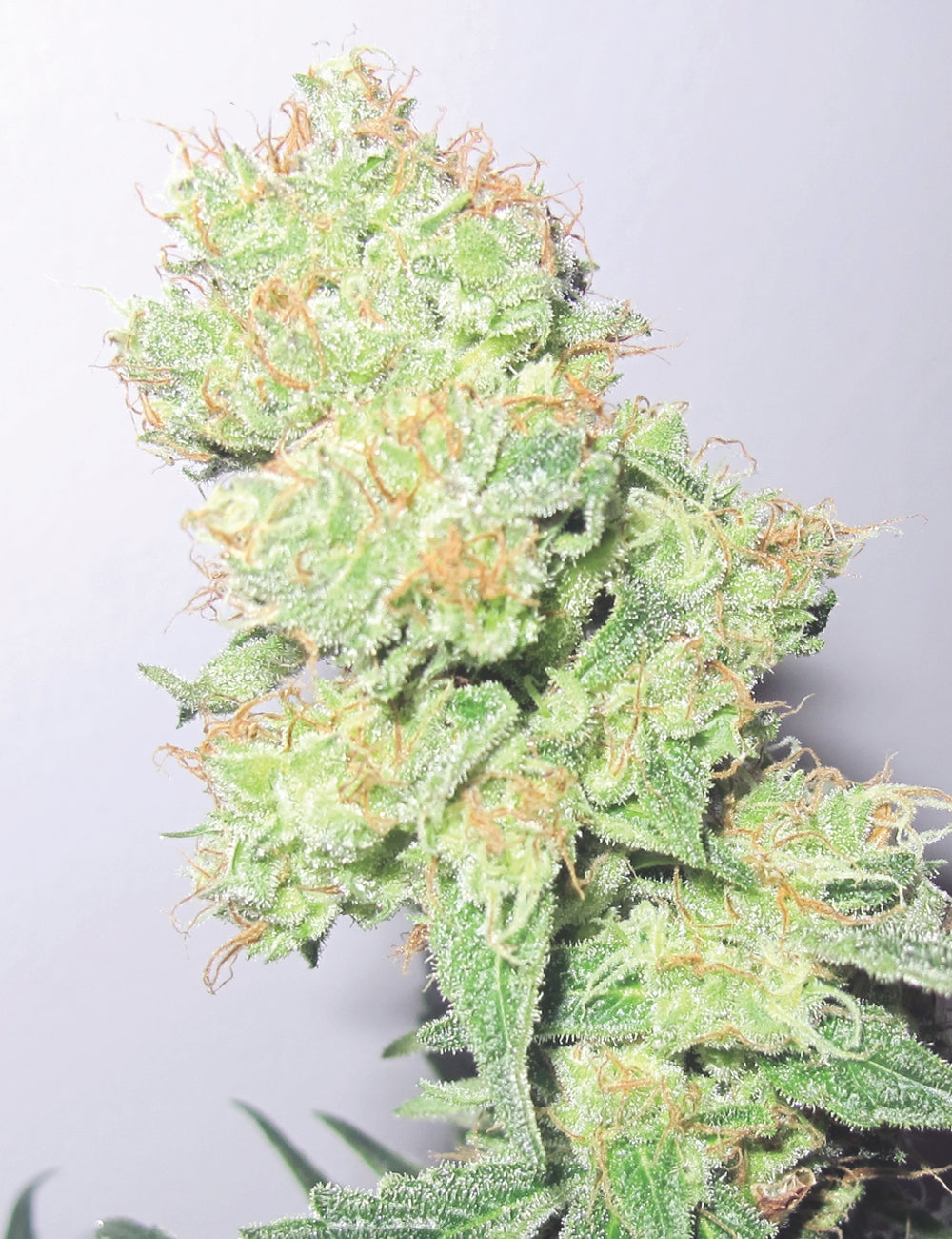 Y Griega CBD
