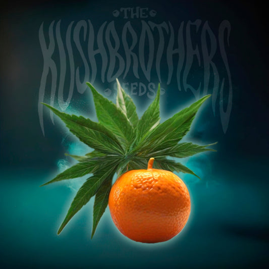 Auto Mandarine XL