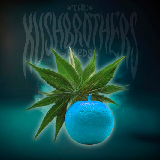 Auto Blue Mandarine XL