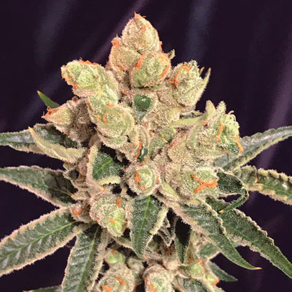 Banana Sherbet