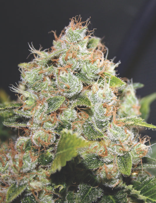 BCN Sour Diesel