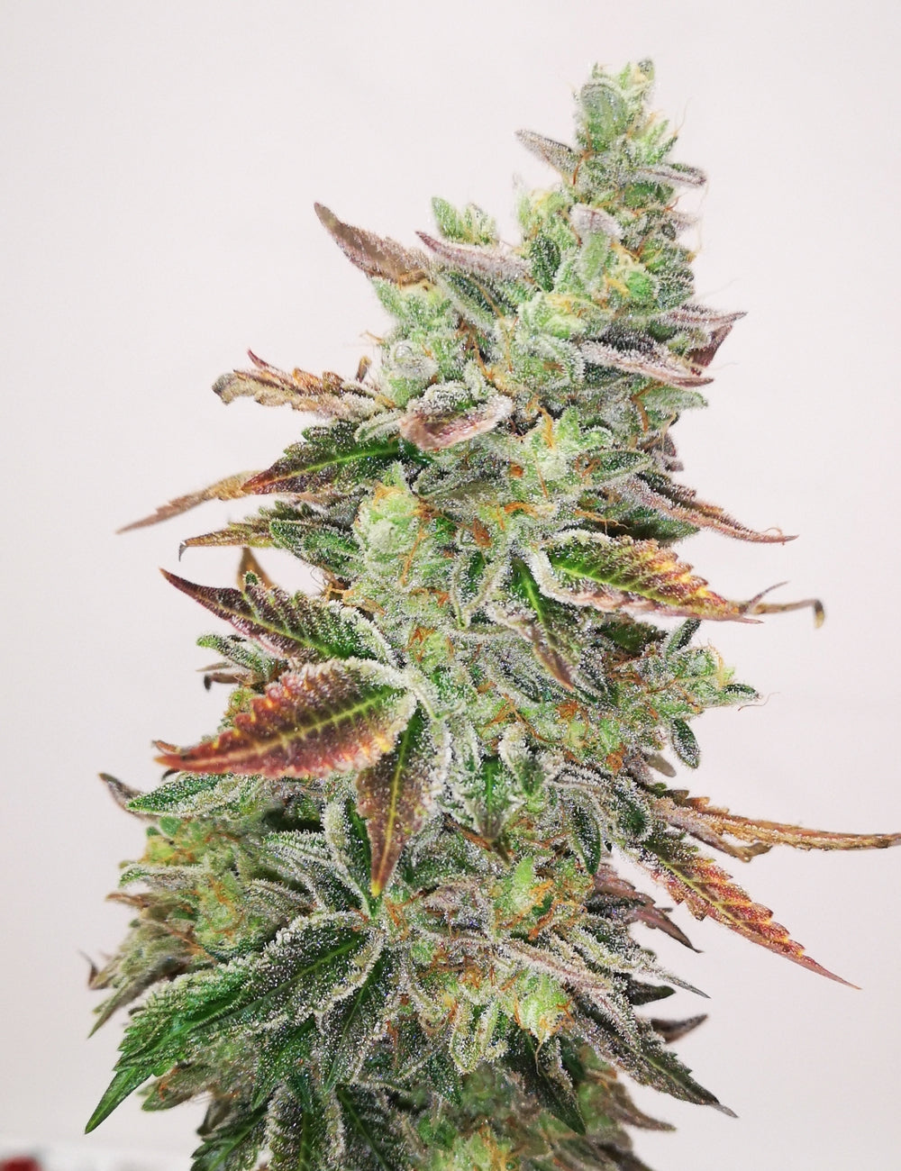Grape Fuel