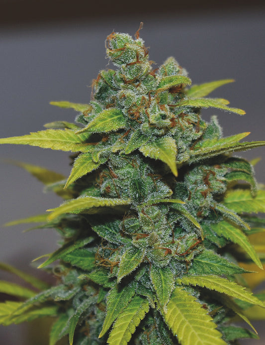 Banana Zkittlez