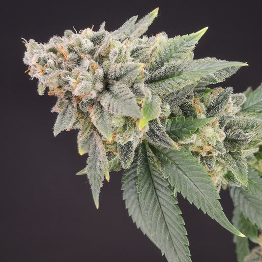 Bluehell CBD