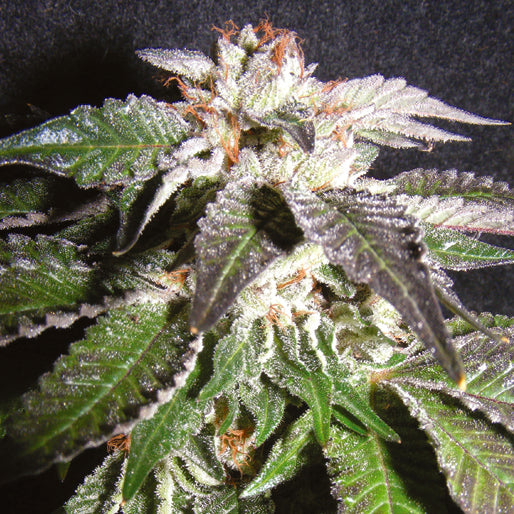 Confidencial OG