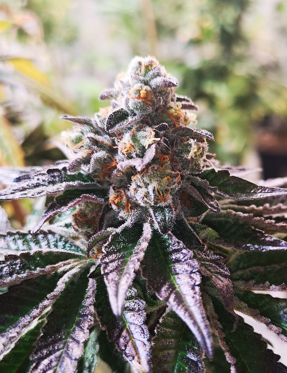 Cookies Purple Punch