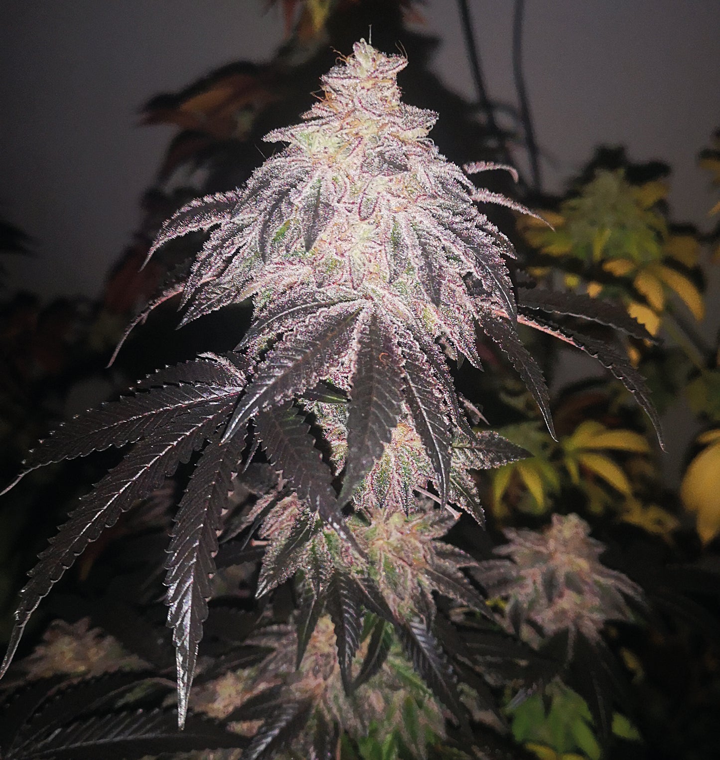 Cookies Sherbert Auto