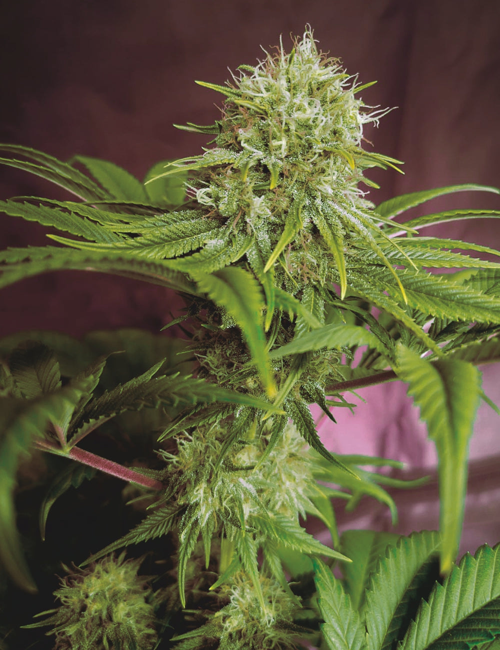 Elixir Vitae CBD