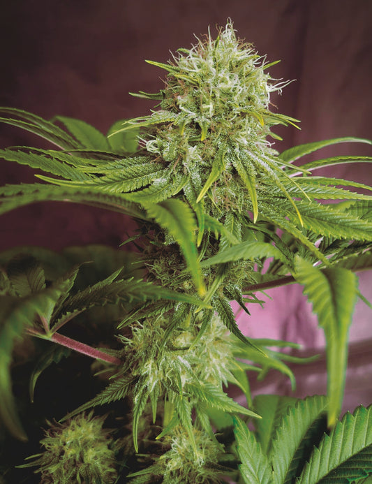 Elixir Vitae CBD
