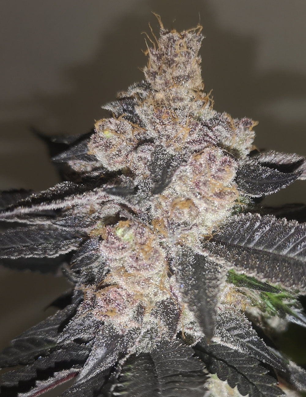 Gelato 242