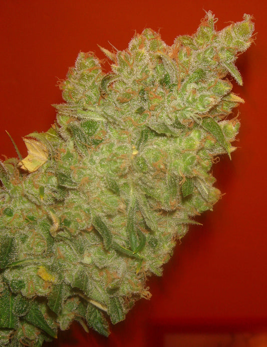 Jack La Mota