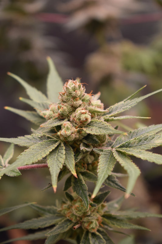 Medical Grape CBD