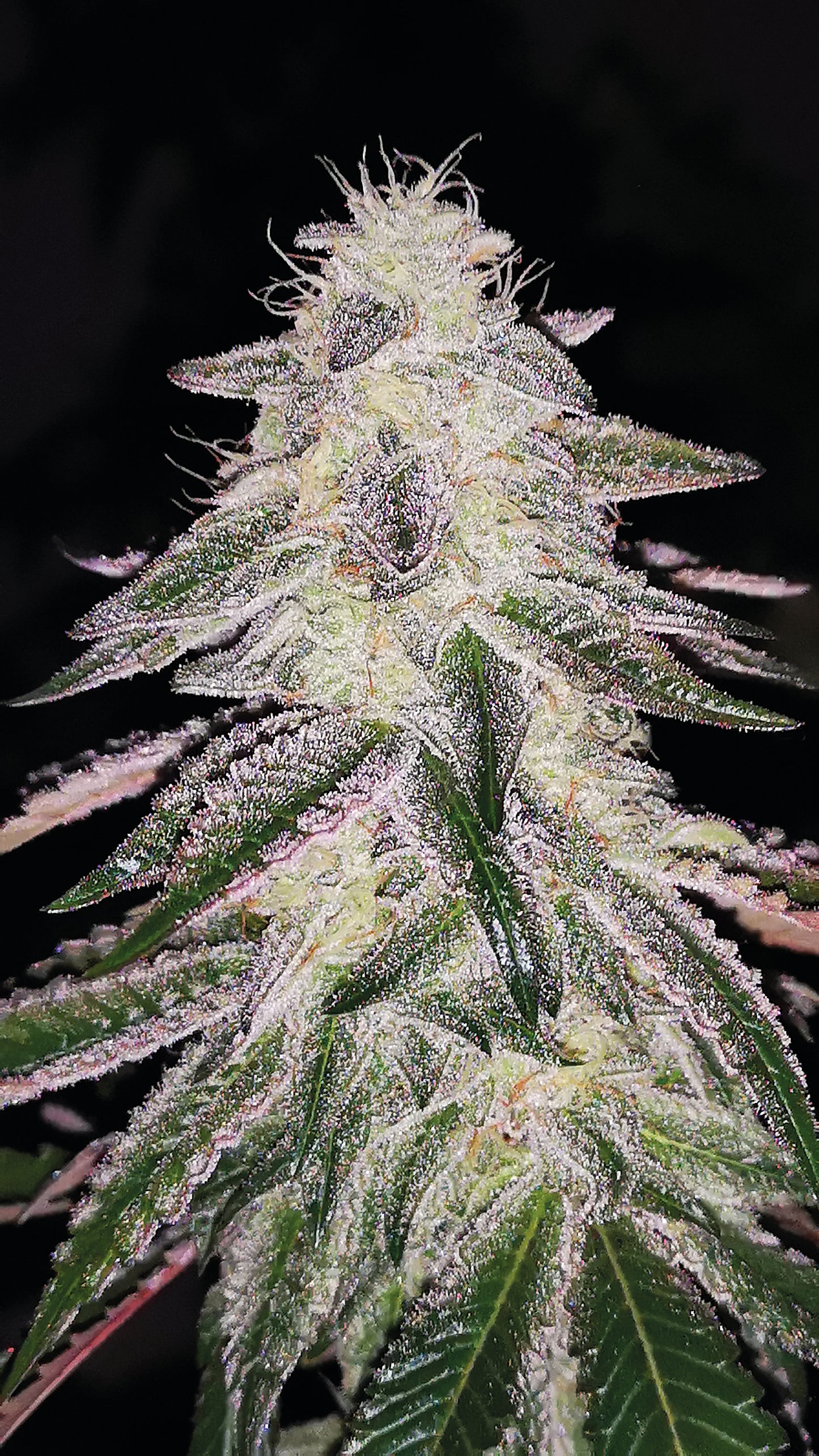 Medical Runntz