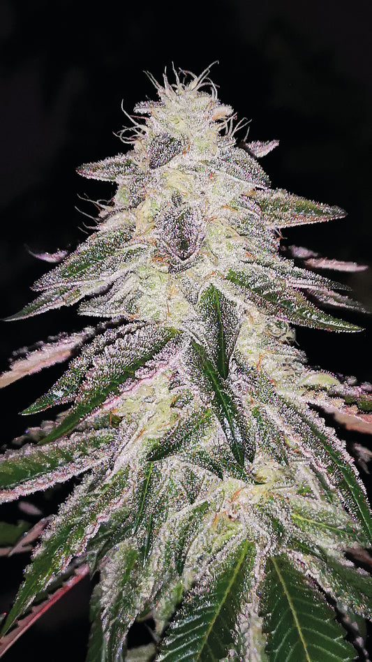 Medical Runntz