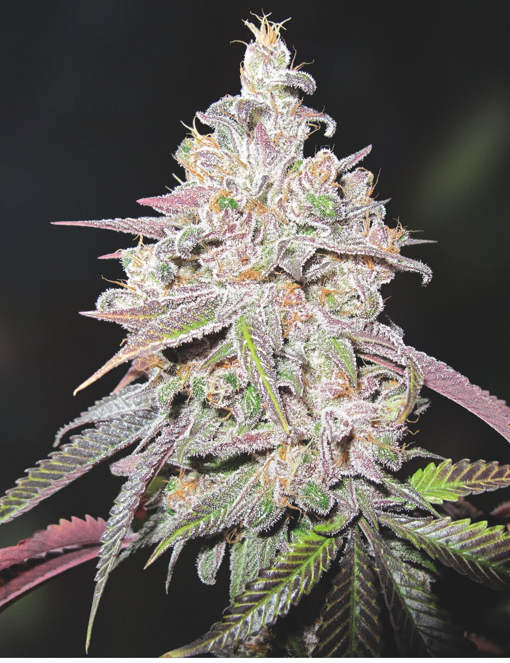 Mendocino Chanel Kush