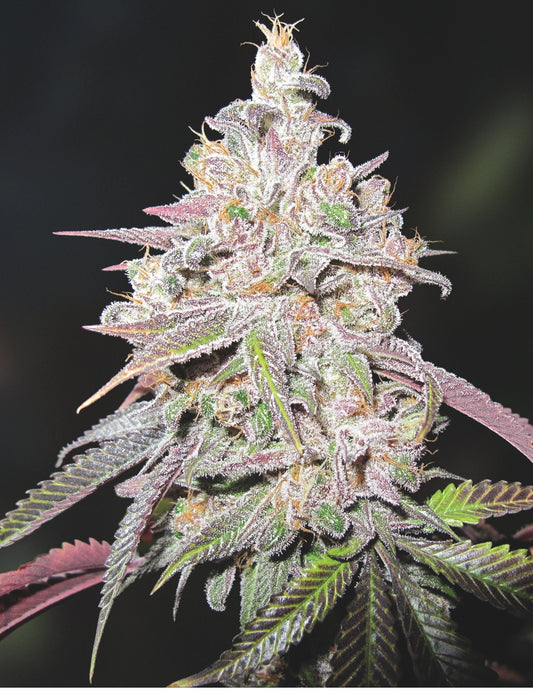 Mendocino Chanel Kush