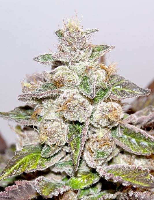 Mendocino Purple Kush