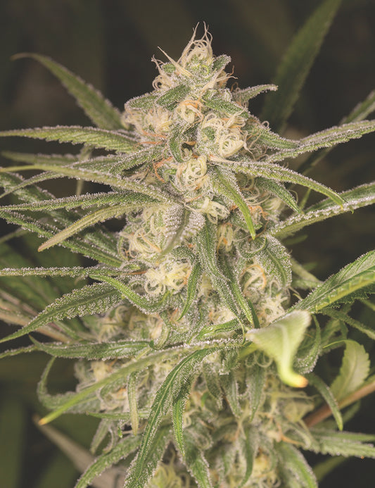 No Name Auto