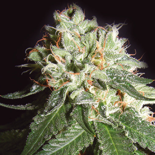 OG Cheese