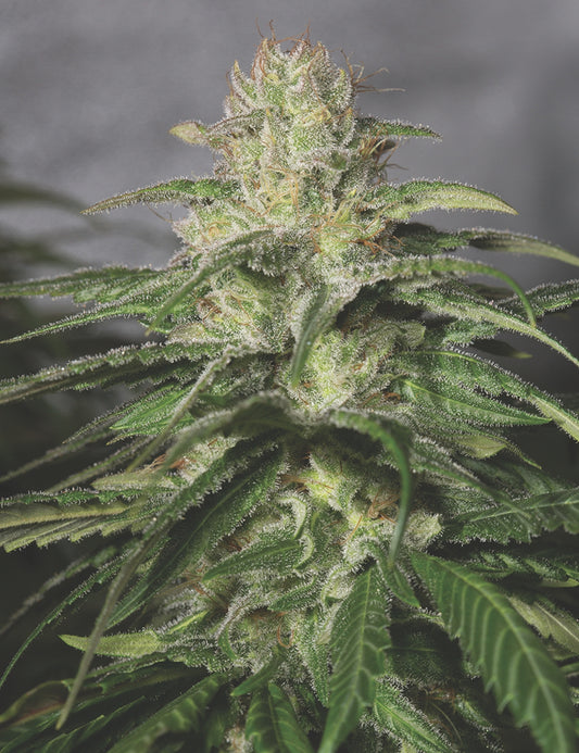 OG Kush CBD