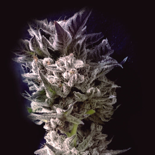 Petro $ OG