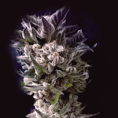 Petro $ OG