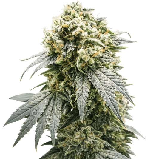 Pink Sherbert