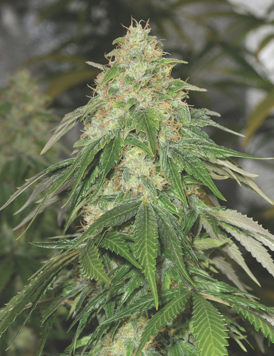 Some Sweet