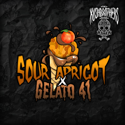 Sour Apricot x gelato 41