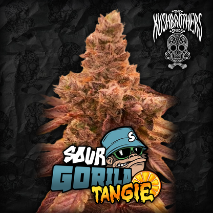 Sour Gorila Tangie
