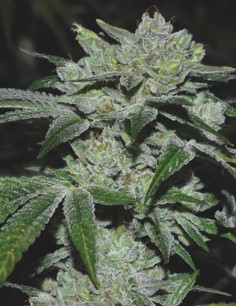 Sour Glue