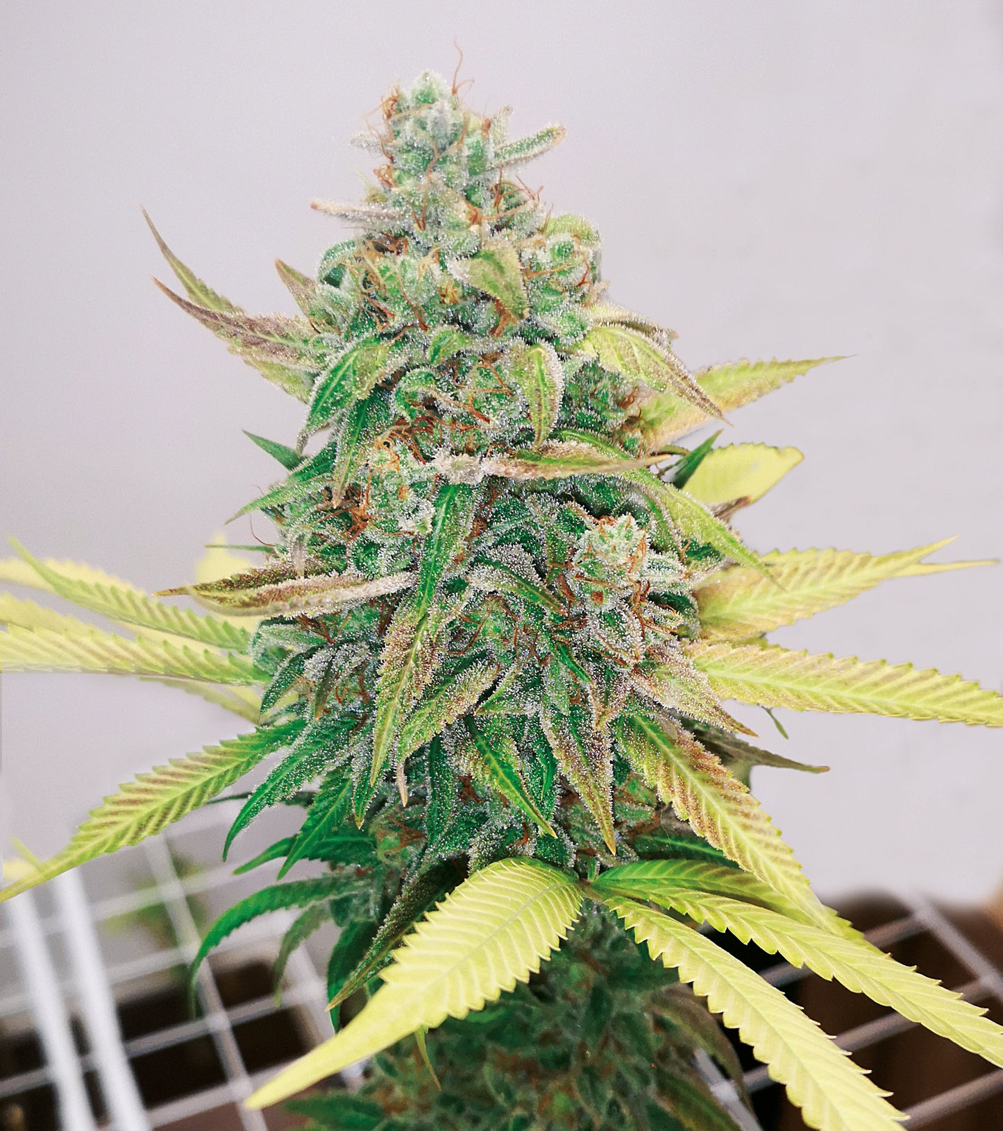 Strawberry Cake CBD