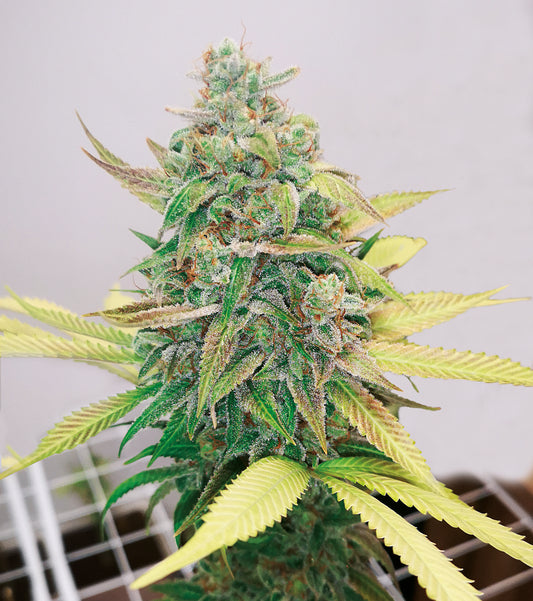 Strawberry Cake CBD