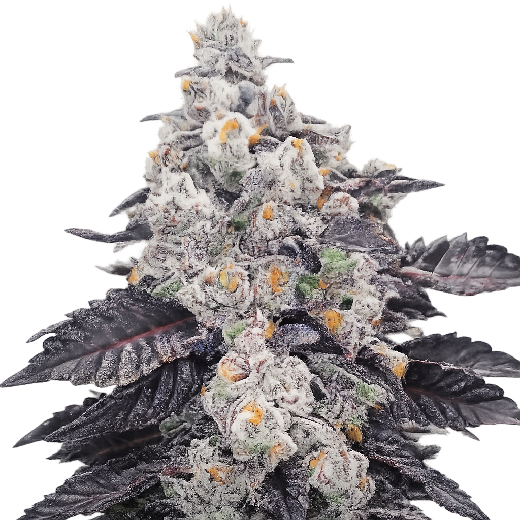 Superfruit CBD