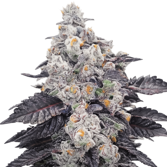 Superfruit CBD
