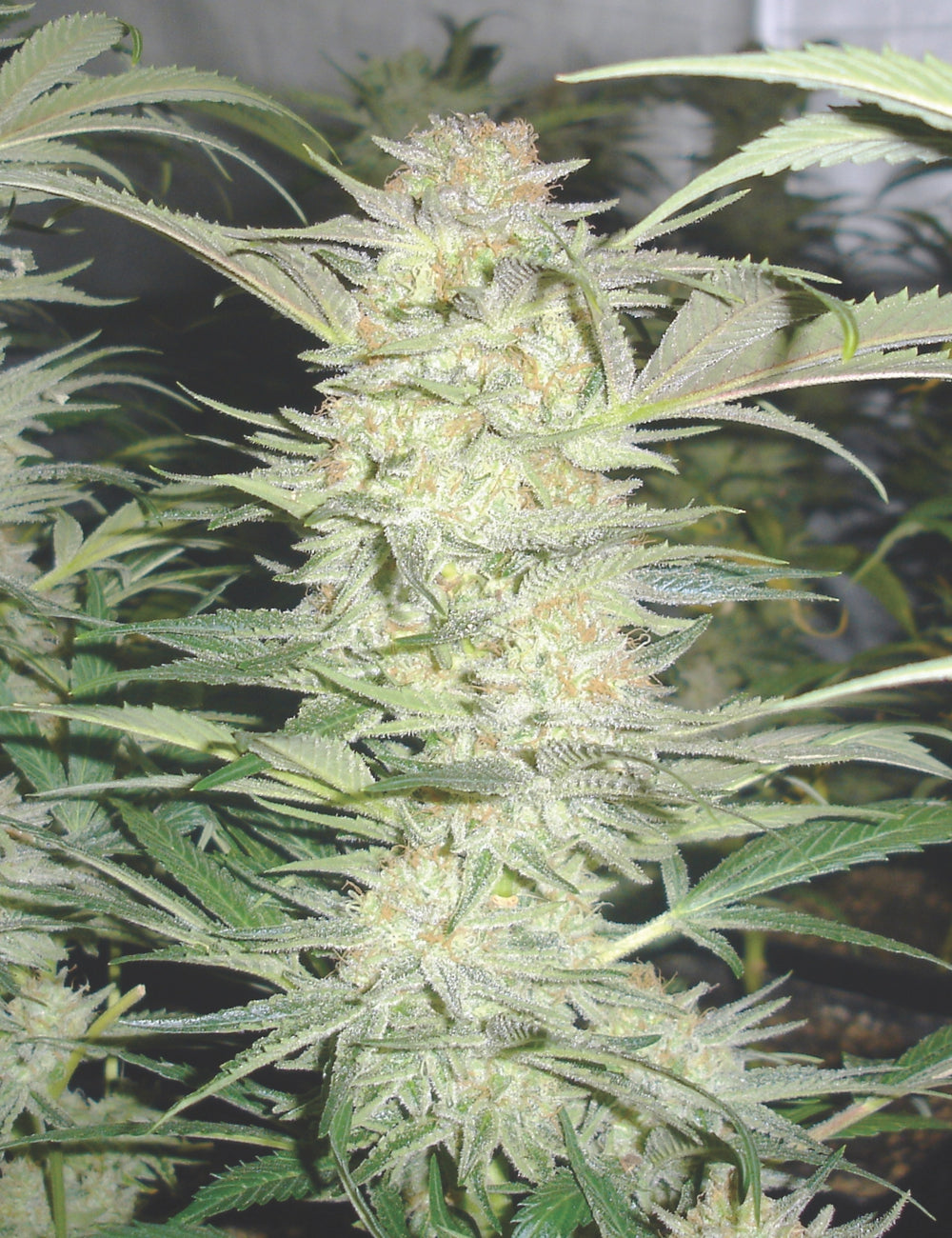 White Widow