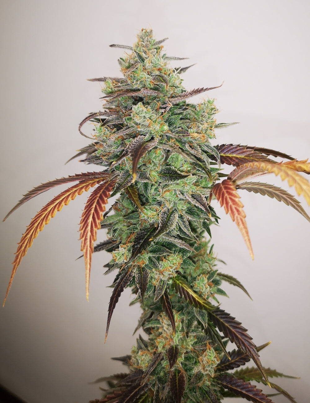 Y Griega CBD 2.0