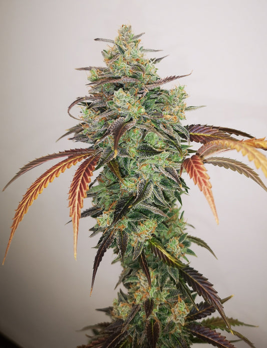 Y Griega CBD 2.0